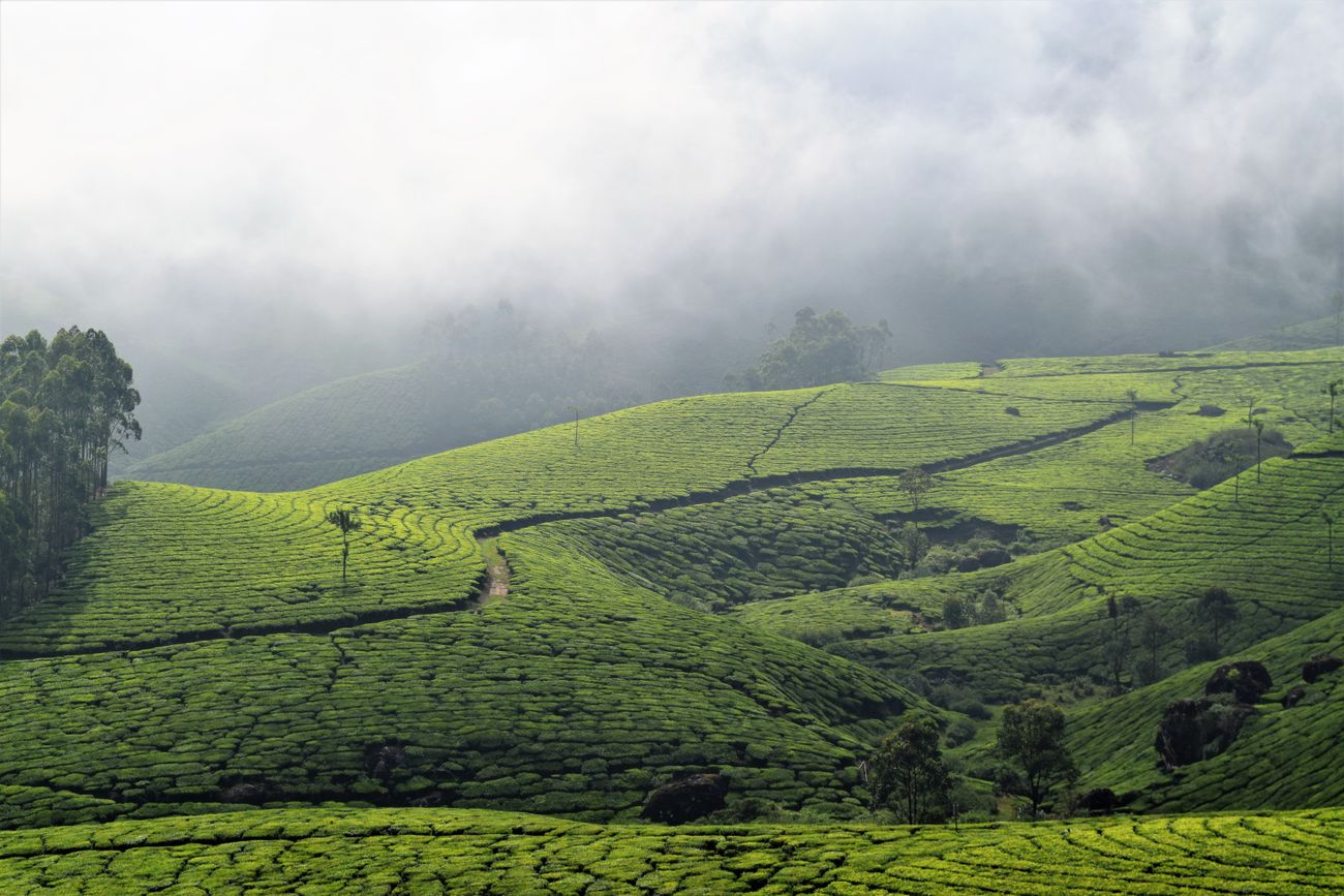 Misty tea hills of Munnar, Kerala in South India